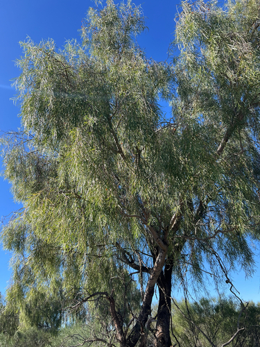 Native apricot