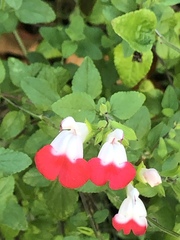 Salvia microphylla microphylla