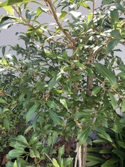 Heteropyxis natalensis