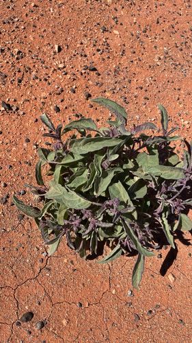 velvet potato bush