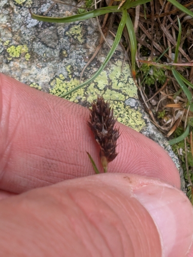 Carex lachenalii, photograph 1
