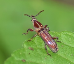 Trachelizini