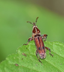 Trachelizini