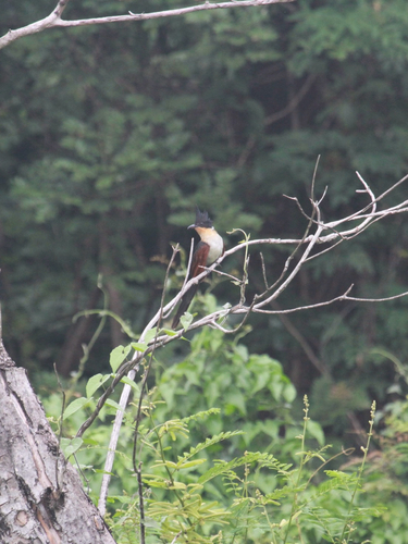 Chestnut-winged Cuckoo