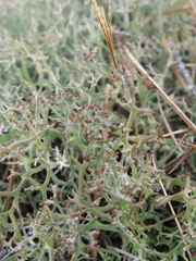 Cladonia multiformis