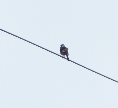 Daurian Redstart