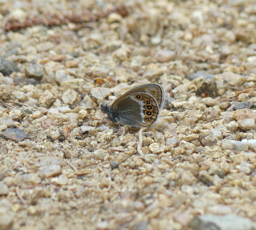 Scarce Heath