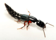 Thyreocephalus