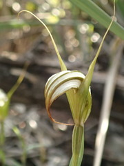 Pterostylis ampliata