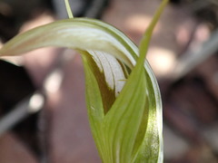 Pterostylis ampliata