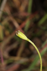 Papaver dubium austromoravicum