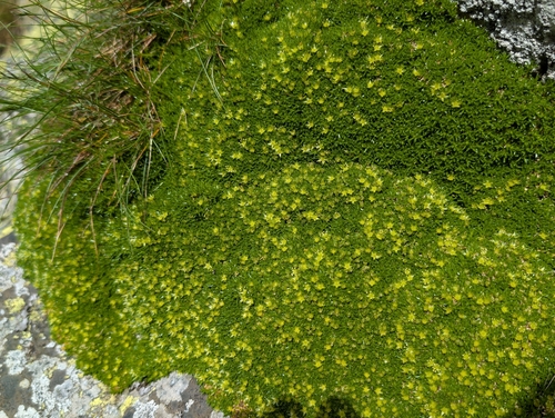 Cherleria sedoides, photograph 4