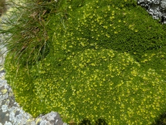 Cherleria sedoides, photograph (c) Grzegorz Grzejszczak, some rights reserved (CC BY-SA)