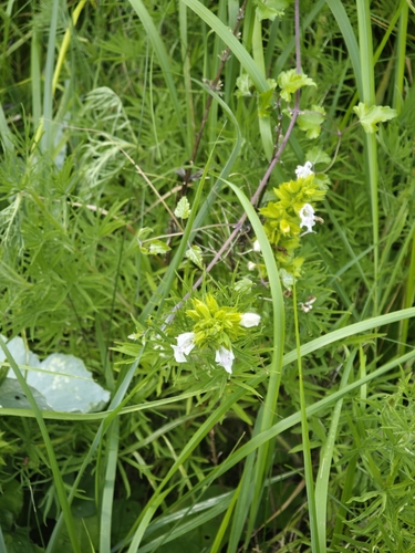 Salvia scabiosifolia, photograph 3
