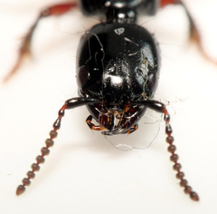 Thyreocephalus