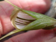 Pterostylis ampliata