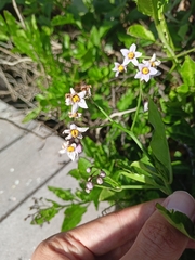 Solanum africanum, photograph (c) Malte Krömer, some rights reserved (CC BY)