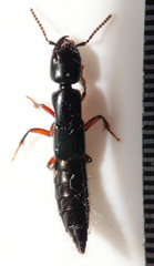 Thyreocephalus
