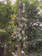 Epipremnum giganteum