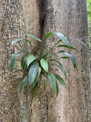 Epipremnum giganteum