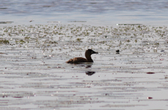 Thalassornis leuconotus