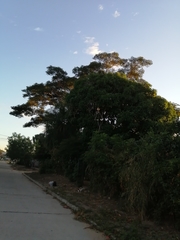 Albizia niopoides
