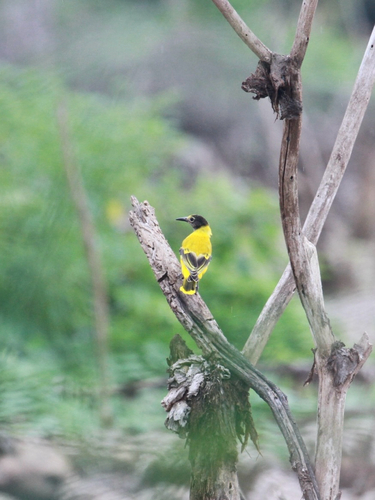 Black-hooded Oriole
