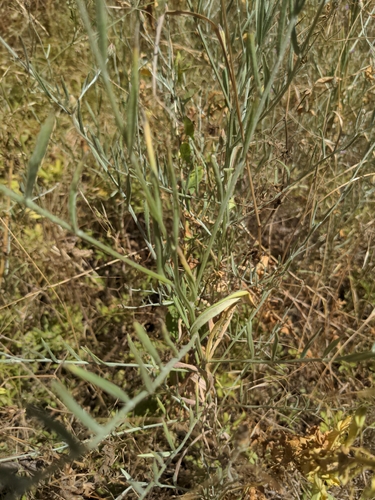 Xeranthemum cylindraceum, photograph 4