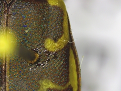 Cicindela repanda repanda