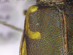 Cicindela repanda repanda