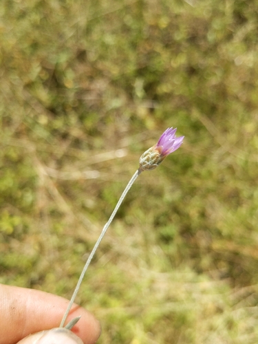 Xeranthemum cylindraceum, photograph 3
