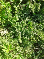 Jacobaea vulgaris