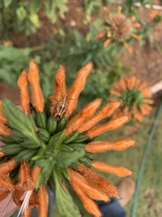 Agonoscelis longirostris