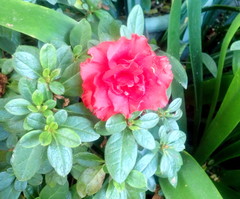 Rhododendron indicum