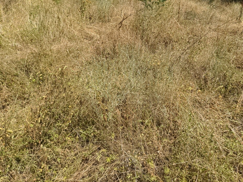 Xeranthemum cylindraceum, photograph 5