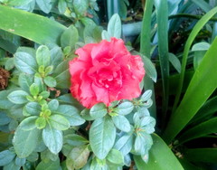 Rhododendron indicum