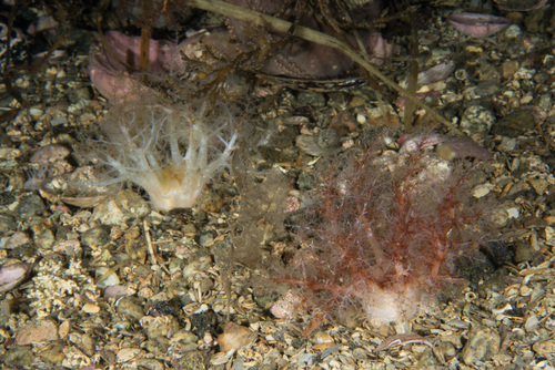 Thyonidium drummondii
