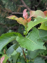 Salix silesiaca
