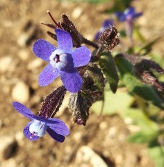 Anchusa stylosa