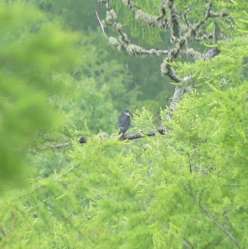 Japanese Sparrowhawk