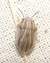 Homaemus parvulus
