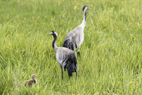 Common Crane