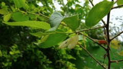 Hestina assimilis formosana