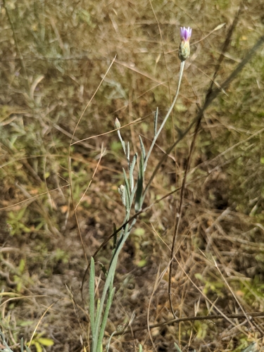 Xeranthemum cylindraceum, photograph 2