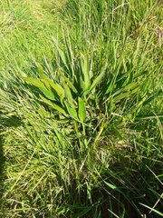 Plantago lanceolata