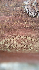 Lecanora varia