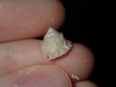 Bellastraea squamifera