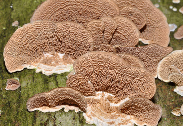 Violet Toothed Polypore 4 Quot Turkey Tail Quot Like Log Shrooms That Can Be Easily Identified But Are Easily Confused Inaturalist