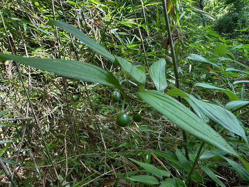 Disporum sessile observed 2026-07-11