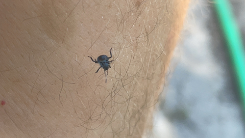 Brown Marmorated Stink Bug